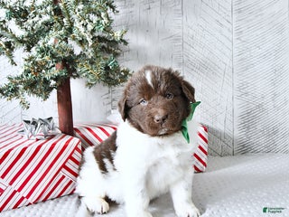 Newfoundland dogs Gunner - Ad 24