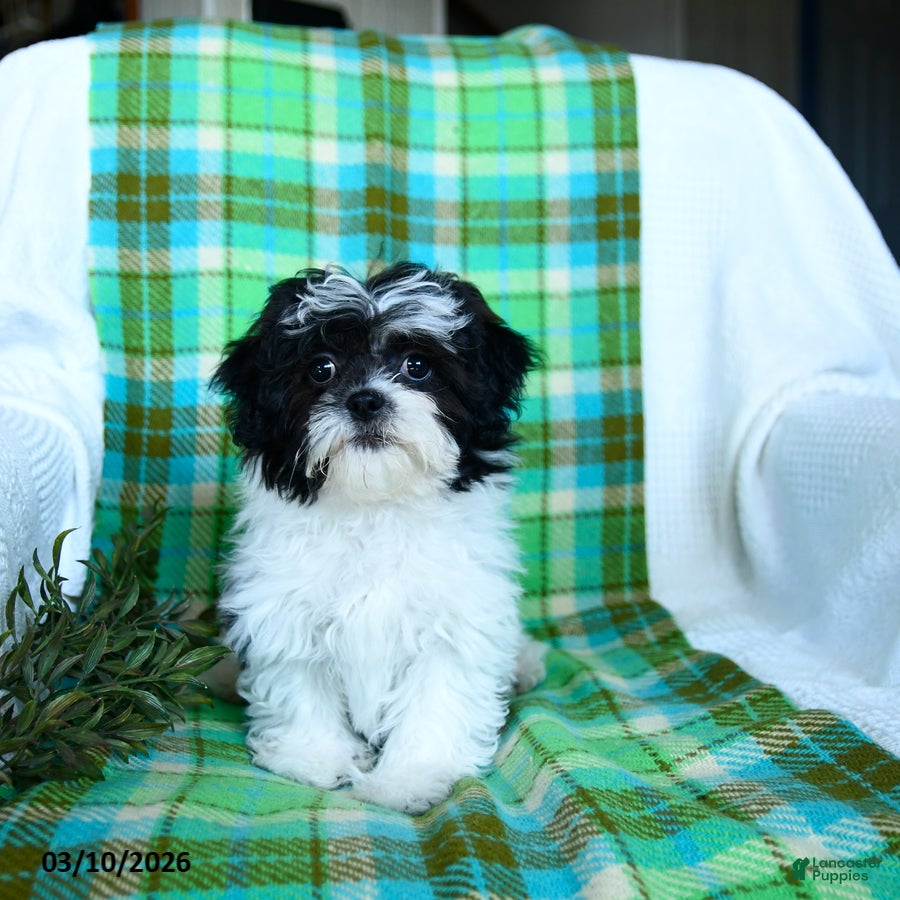 Teddy Bear dogs Matilda - Ad 2