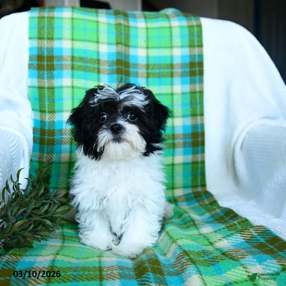 Teddy Bear dogs for sale: Matilda - Ad 2