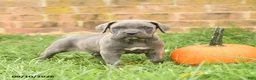 Cane Corso dogs for sale: Fancy - Ad 4