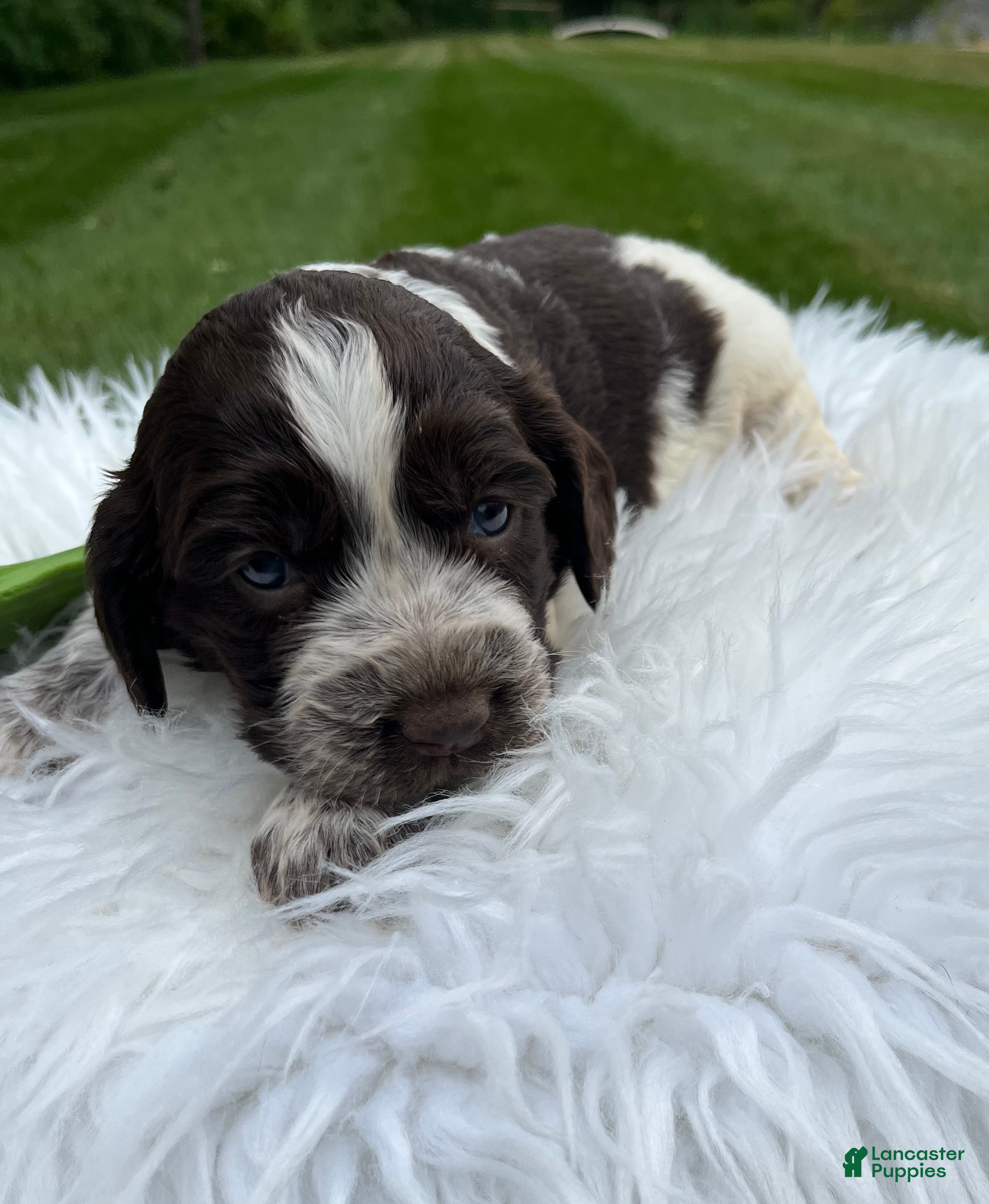 English Springer Spaniel dogs Dixie - Ad 2