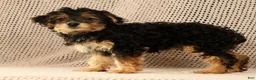 Yorkiepoo dogs for sale: Zelda - Ad 8