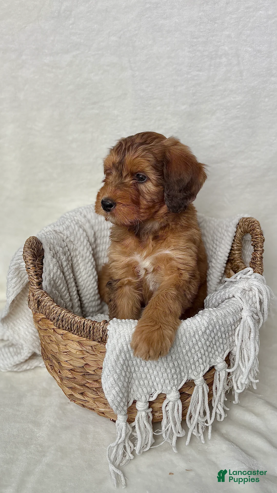 Bernedoodle dogs for sale: Bruno - Ad 7