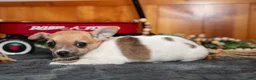 Chihuahua dogs for sale: Alana - Ad 3
