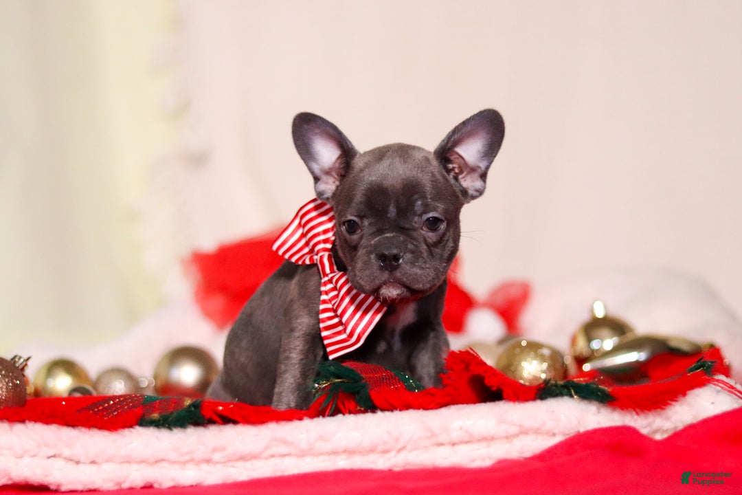 Mixed Breed dogs for sale: Hilda - Ad 5