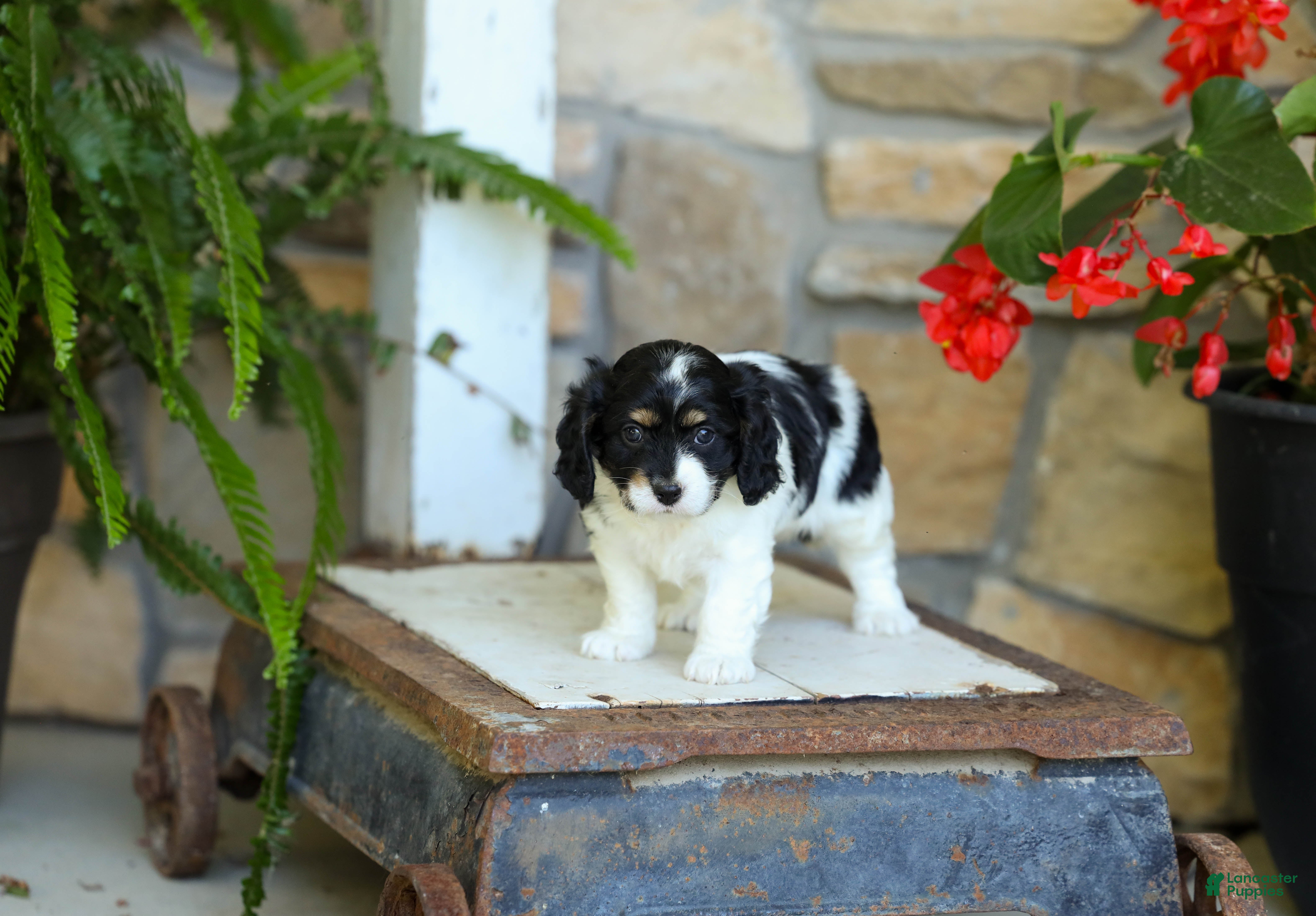 Cavapoo dogs Justin  - Ad 2