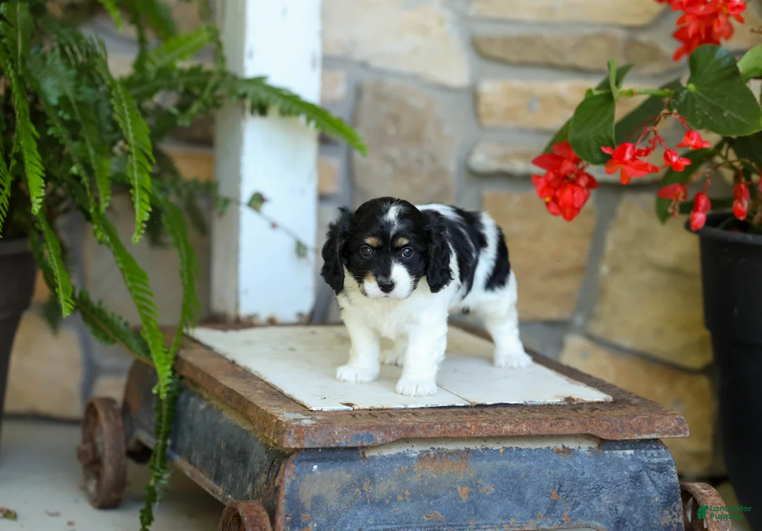 Cavapoo dogs for sale: Justin  - Ad 2