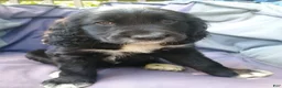 Mixed Breed dogs for sale: Robin - Ad 5