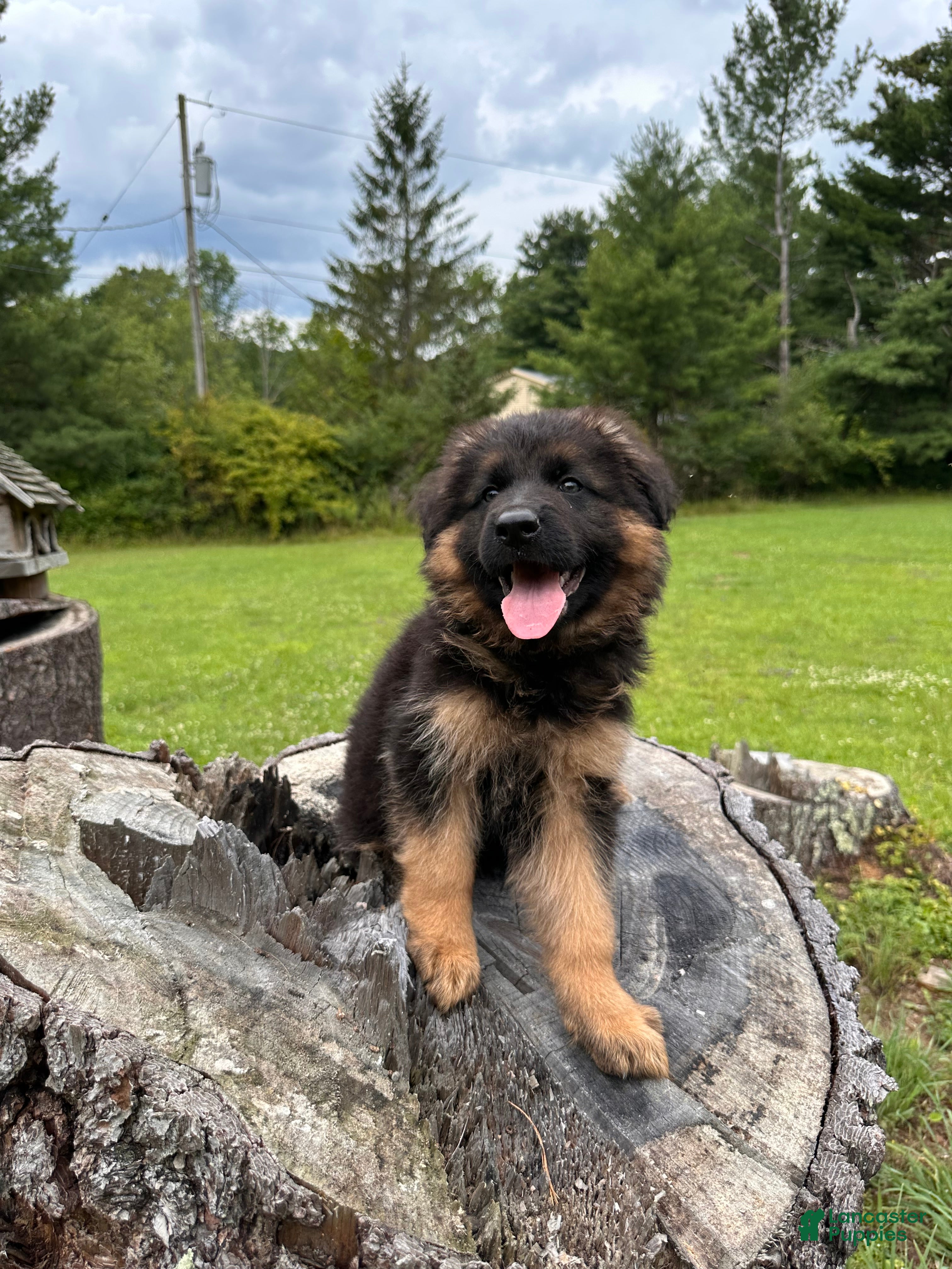 German Shepherd dogs Jasper - Ad 2