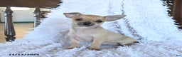 Chihuahua dogs for sale: Lemmy - Ad 1