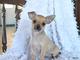 Chihuahua dogs Lemmy - Ad 39