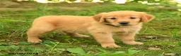 Golden Retriever dogs for sale: Daisy - Ad 1