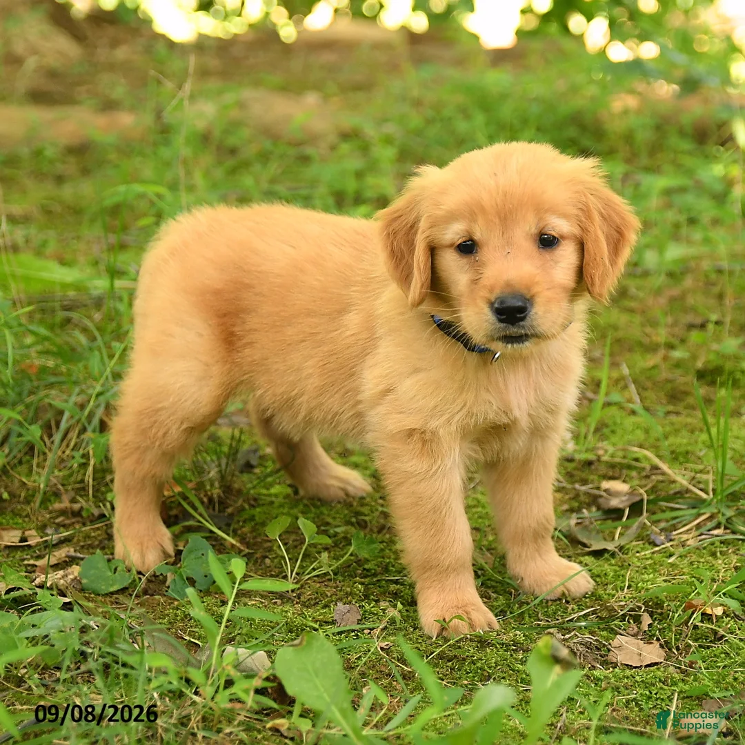 Golden Retriever dogs for sale: Daisy - Ad 1