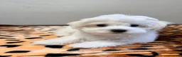 Maltese dogs for sale: Joy - Ad 2