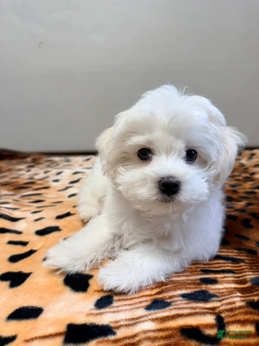 Maltese dogs for sale: Joy - Ad 2