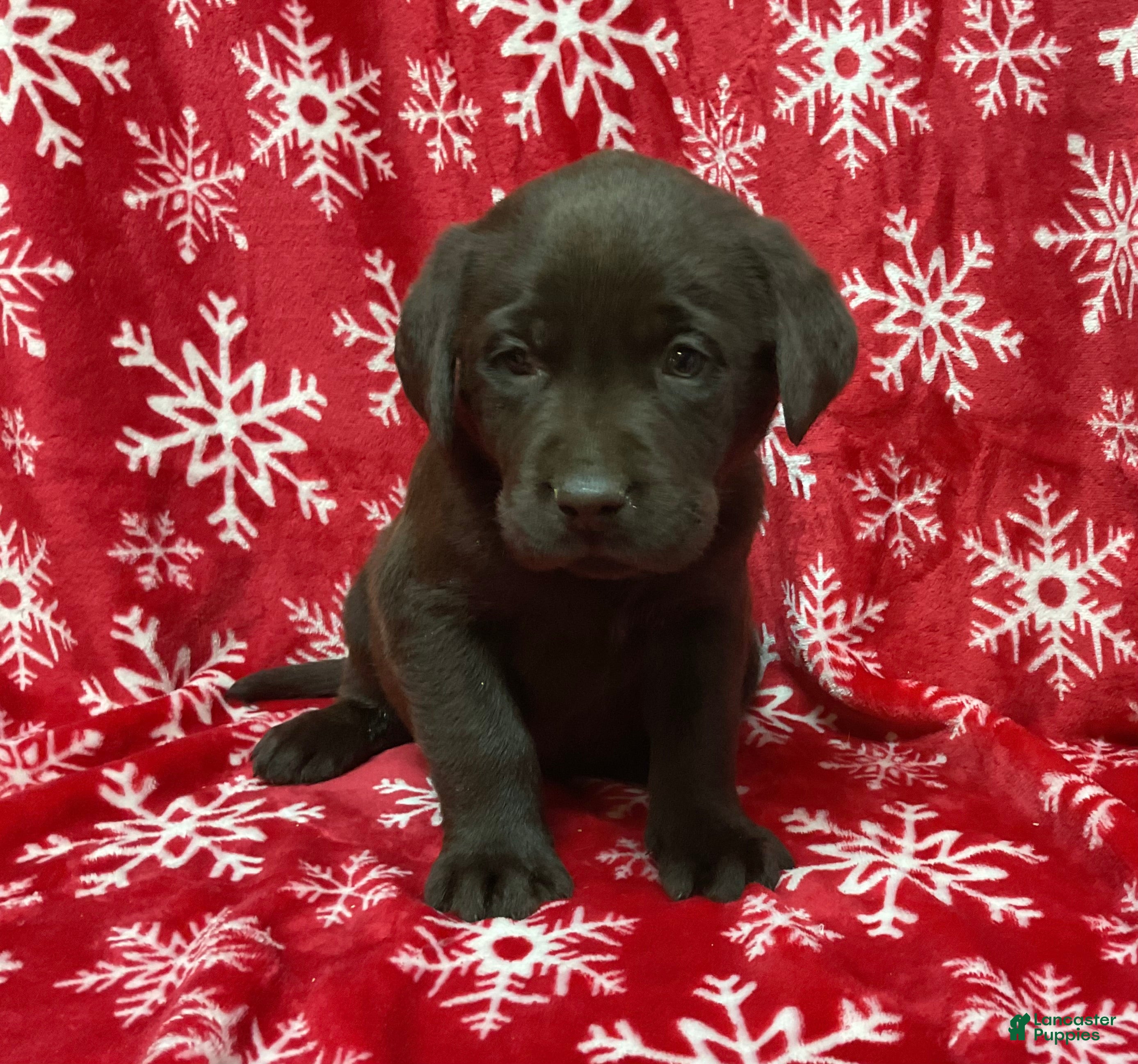 Labrador Retriever dogs BOLT - Ad 29