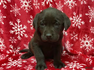 Labrador Retriever dogs BOLT - Ad 22