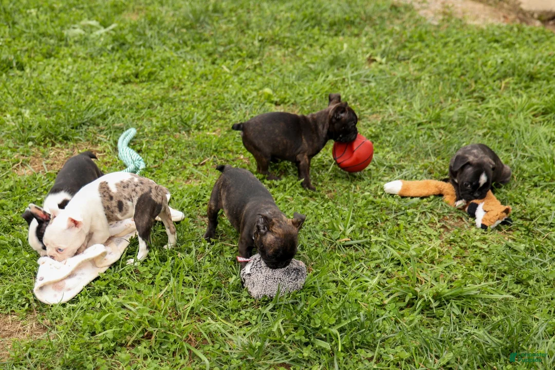 Frenchton dogs for sale: BUDDY - Ad 20