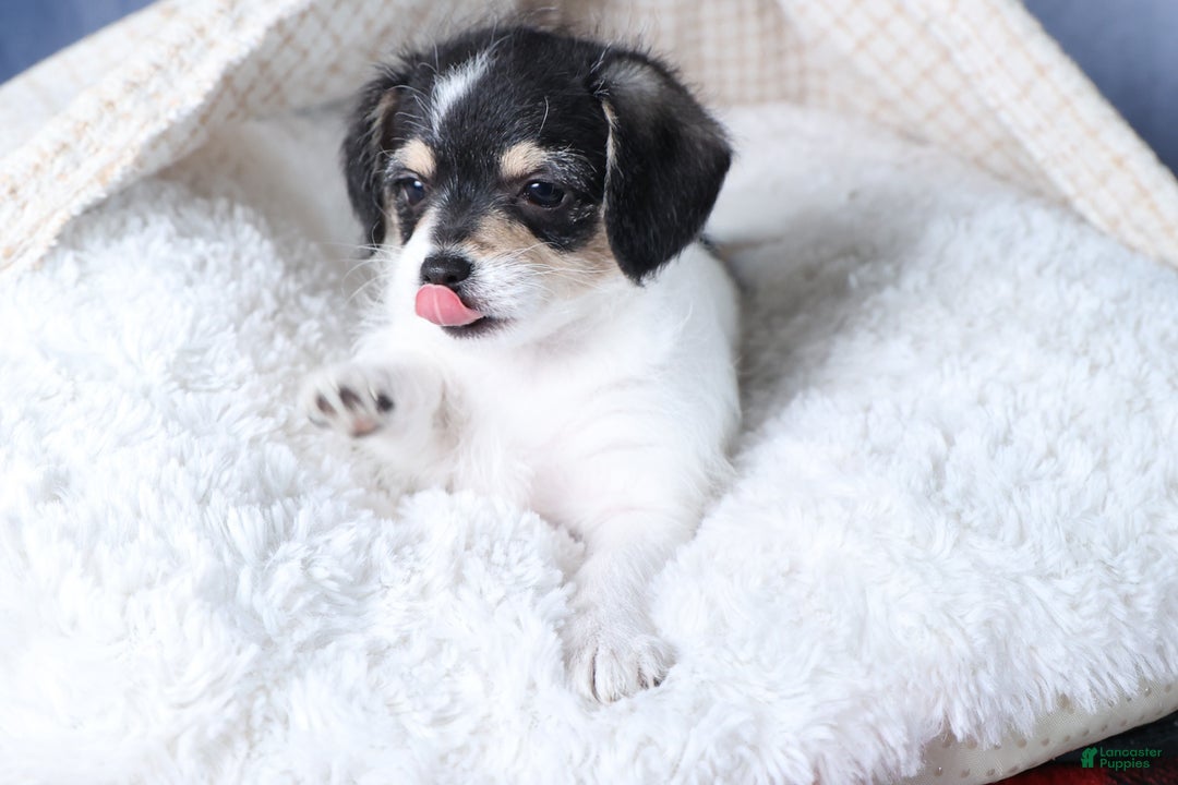 Chipoo dogs for sale: Kenzie - Ad 4