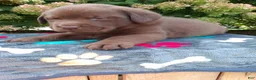 Labrador Retriever dogs for sale: Nico - Ad 3