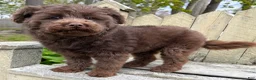 Mini Bernedoodle dogs for sale: 💗IN BOSTON MASSACHUSETTS AREA💗TINY CHOCOLATE DOODLE GIRL💗 - Ad 7
