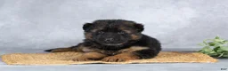 German Shepherd dogs for sale: Grace - Ad 1