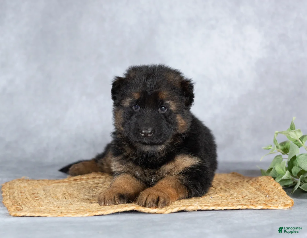 German Shepherd dogs for sale: Grace - Ad 1