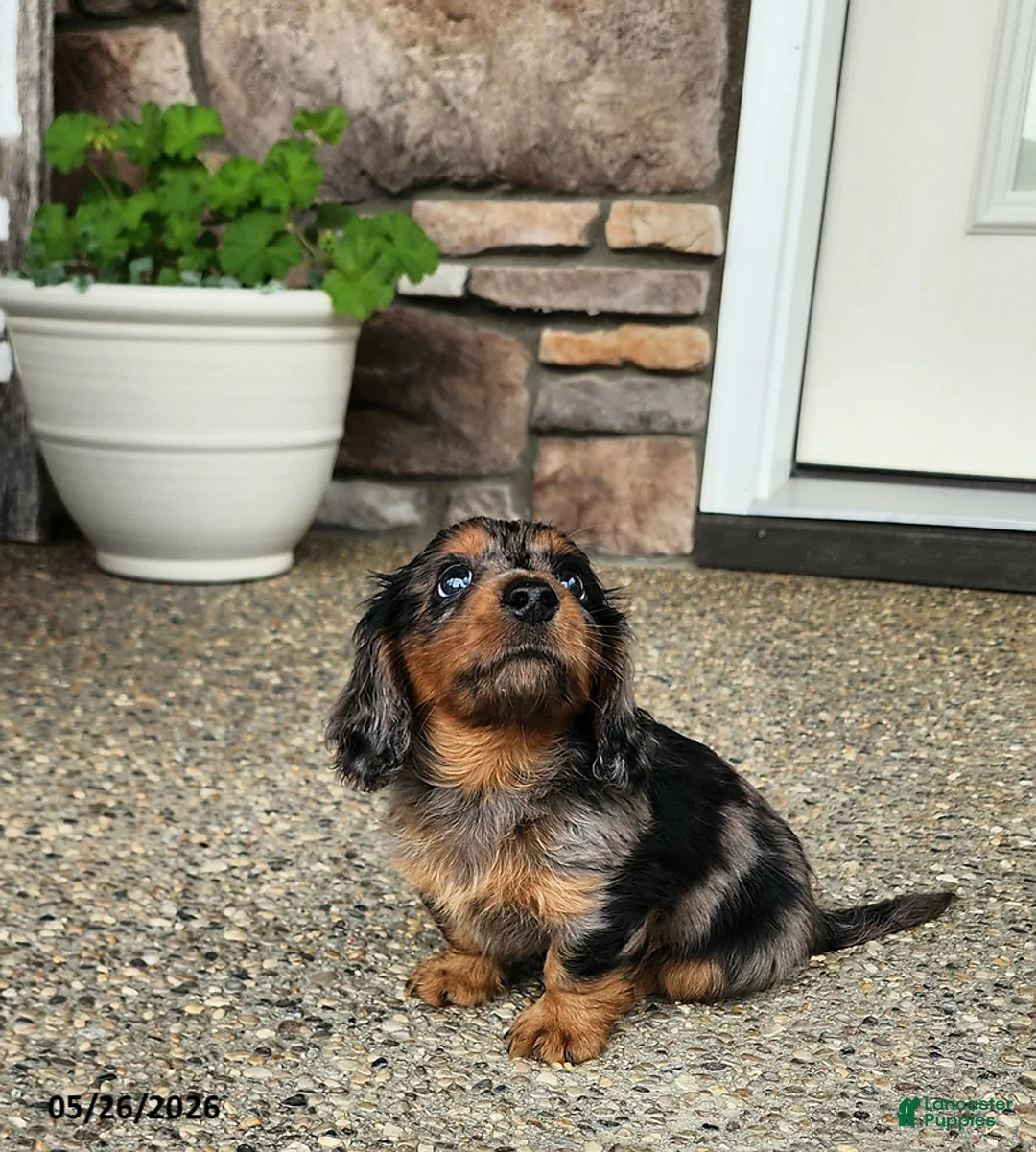Dachshund dogs for sale: Samson - Ad 1