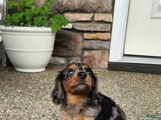 Dachshund dogs Samson - Ad 12