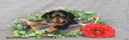 Miniature Dachshund dogs for sale: Jesse - Ad 3