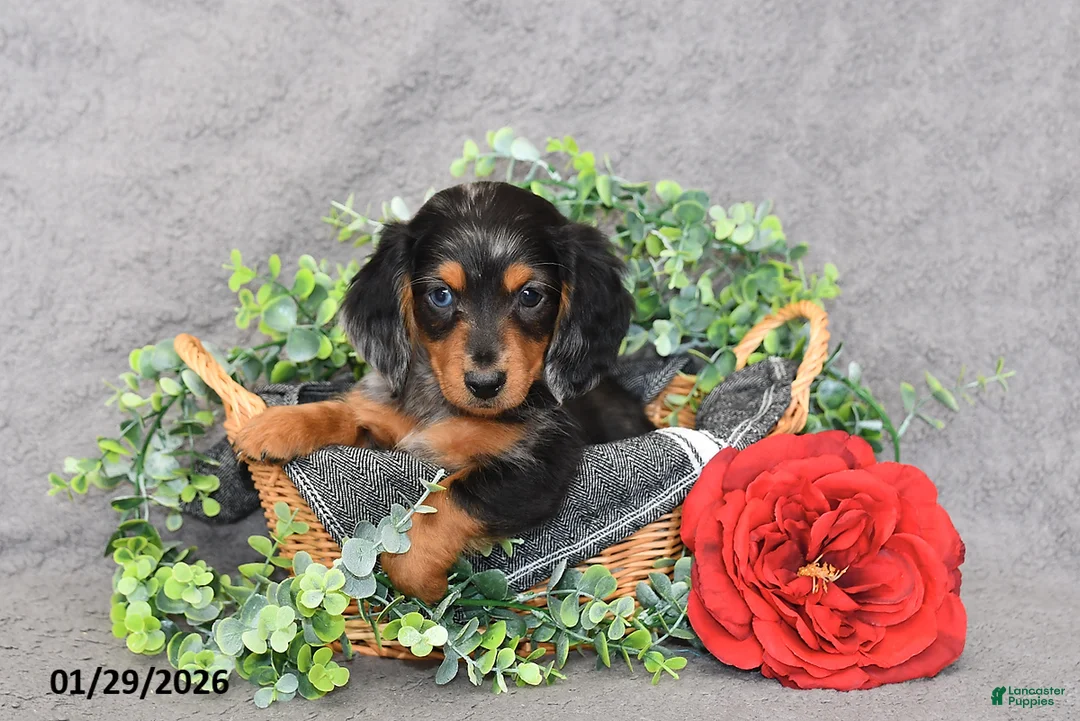 Miniature Dachshund dogs for sale: Jesse - Ad 3