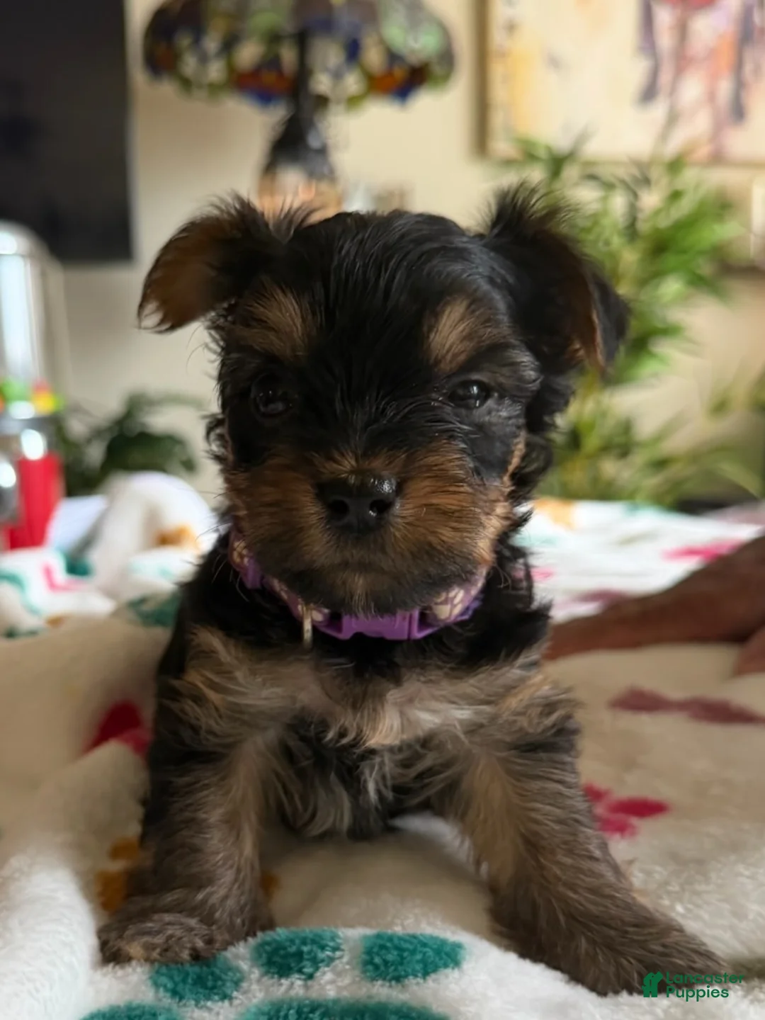 Yorkshire Terrier dogs for sale: Zoey - Ad 1