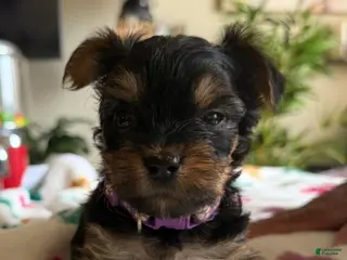 Yorkshire Terrier dogs Zoey - Ad 19