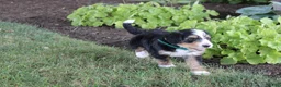 Bernedoodle dogs for sale: Sheldon - Ad 11