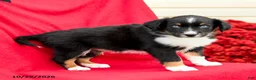 Australian Shepherd dogs for sale: Maverick - Ad 3
