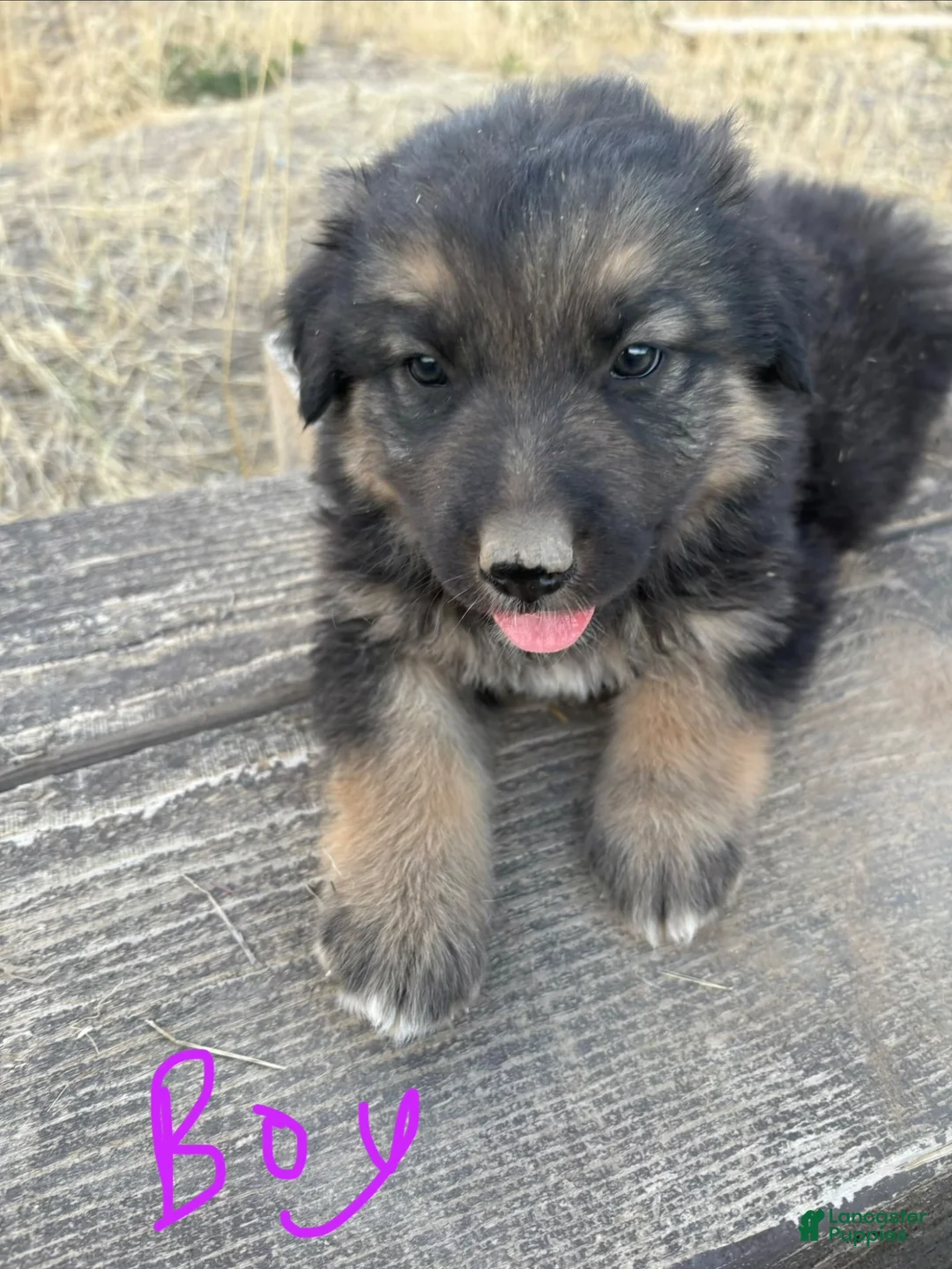Mixed Breed dogs for sale: Mixed Breed 4 - Ad 2