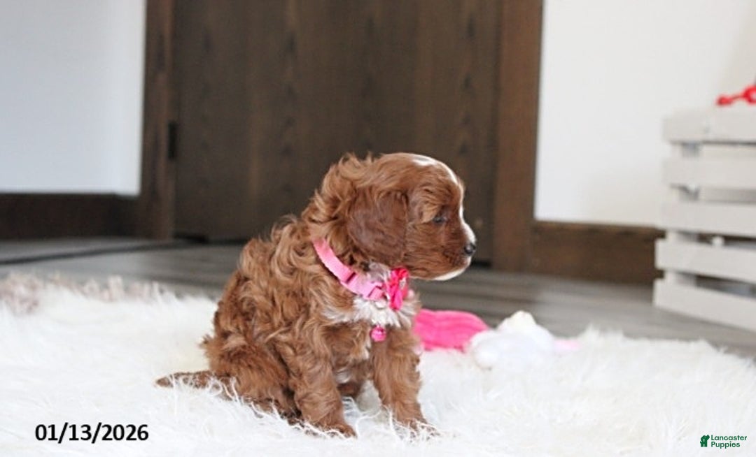 Cavapoo dogs for sale: Luna  - Ad 3