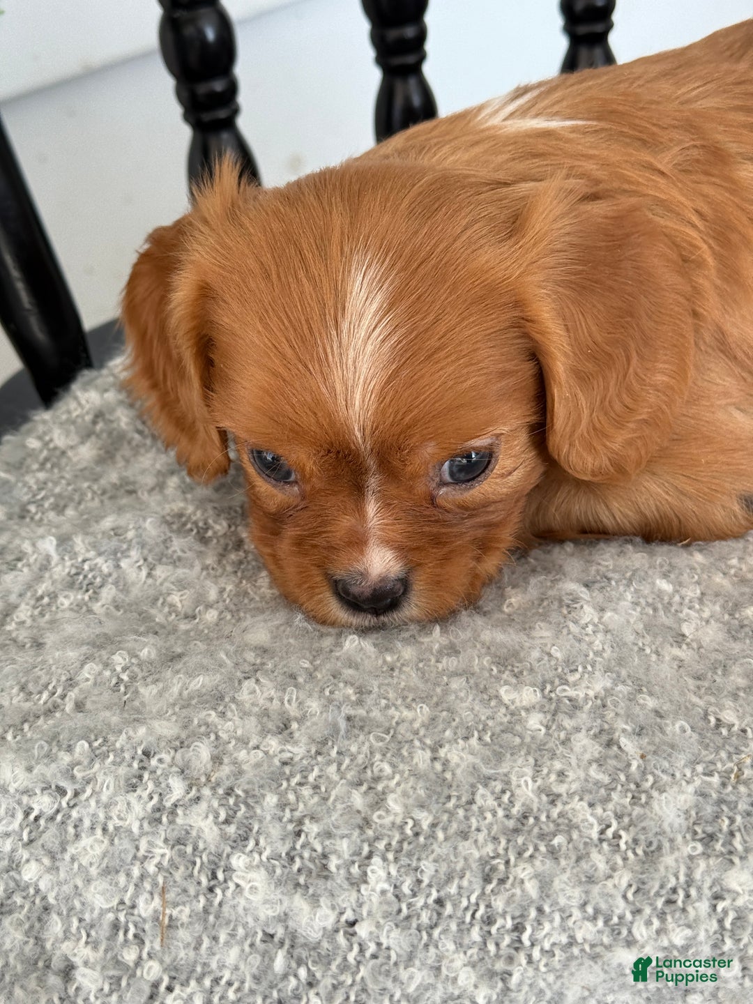 Cavalier King Charles Spaniel dogs for sale: Walden - Ad 9