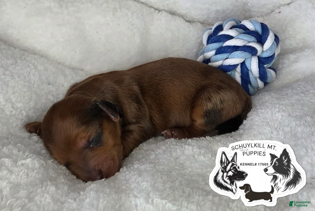 Miniature Dachshund dogs for sale: Mavis - Ad 1
