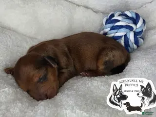 Miniature Dachshund dogs Mavis - Ad 14