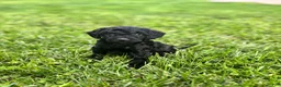 Miniature Poodle dogs for sale: Pepper - Ad 2