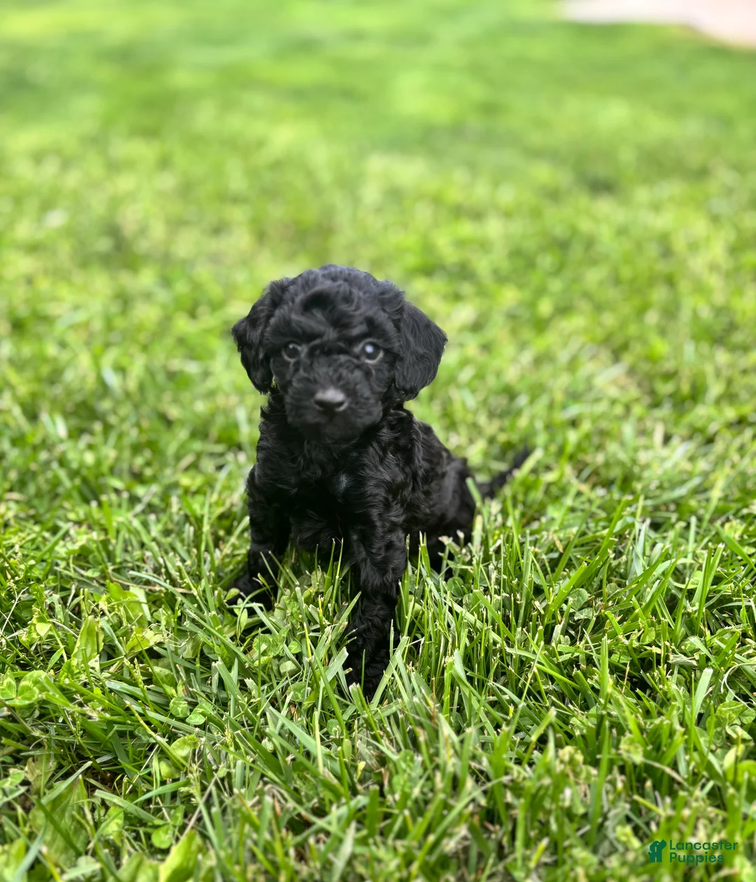 Miniature Poodle dogs for sale: Pepper - Ad 2
