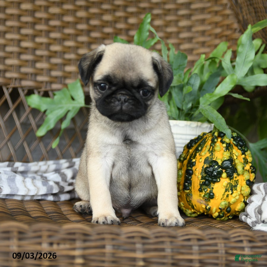 Pug dogs Waffles - Ad 2