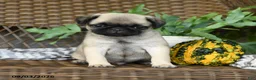 Pug dogs for sale: Waffles - Ad 2