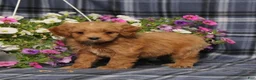 Cavapoo dogs for sale: BJ's Waverly - Ad 1
