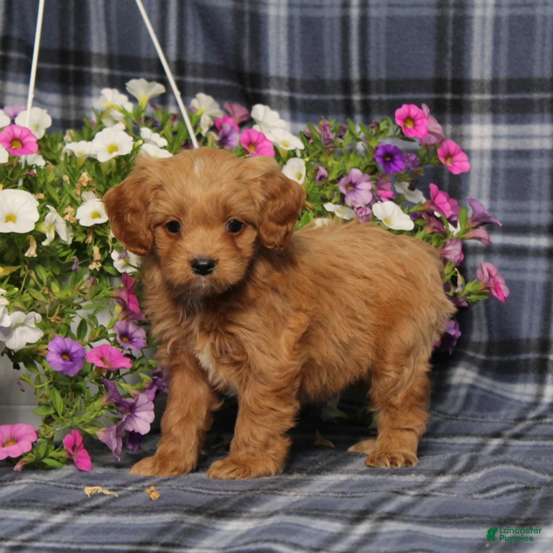Cavapoo dogs for sale: BJ's Waverly - Ad 1