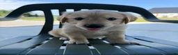Golden Retriever dogs for sale: Grace - Ad 5
