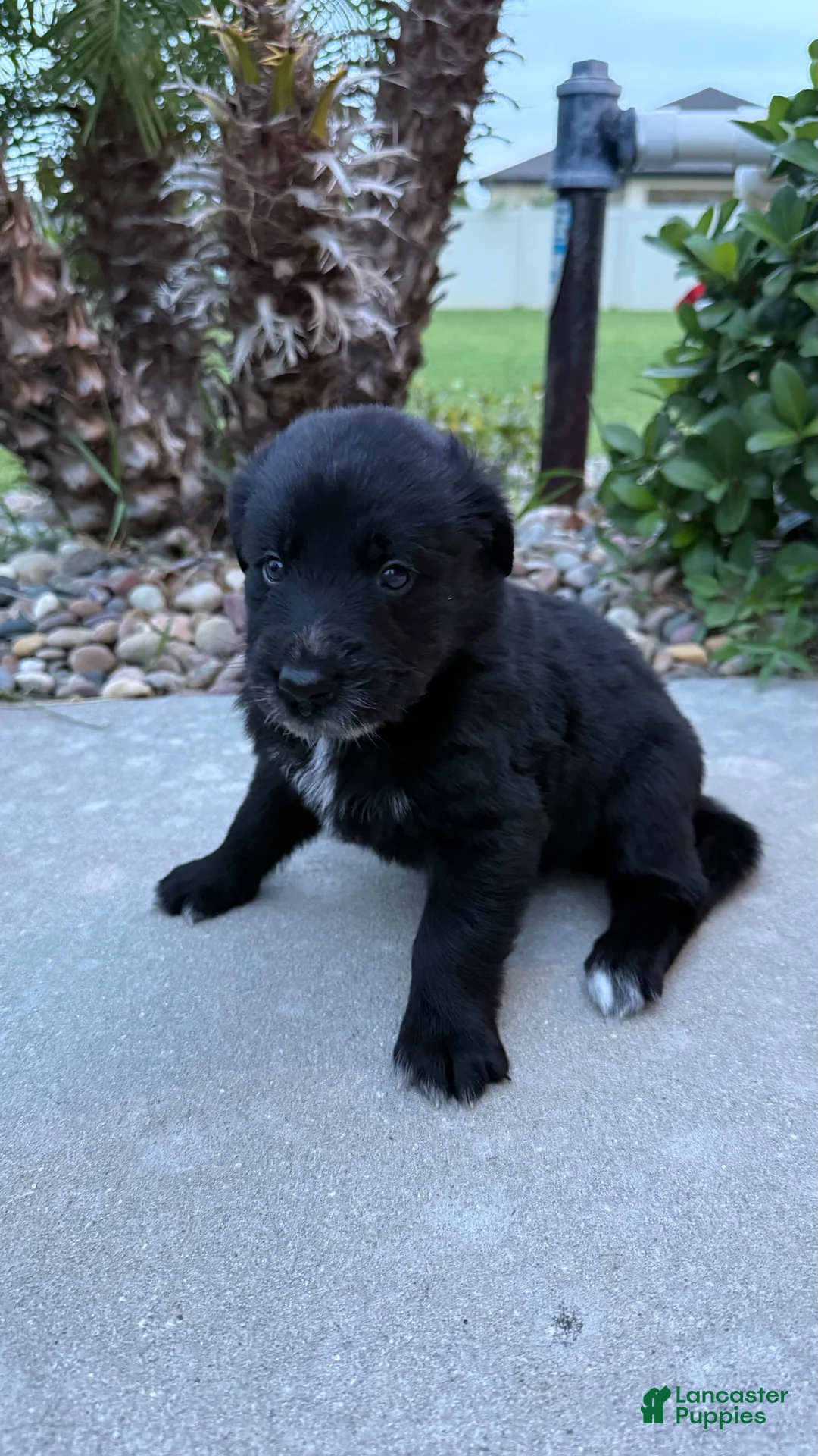 Mixed Breed dogs for sale: Abby - Ad 2