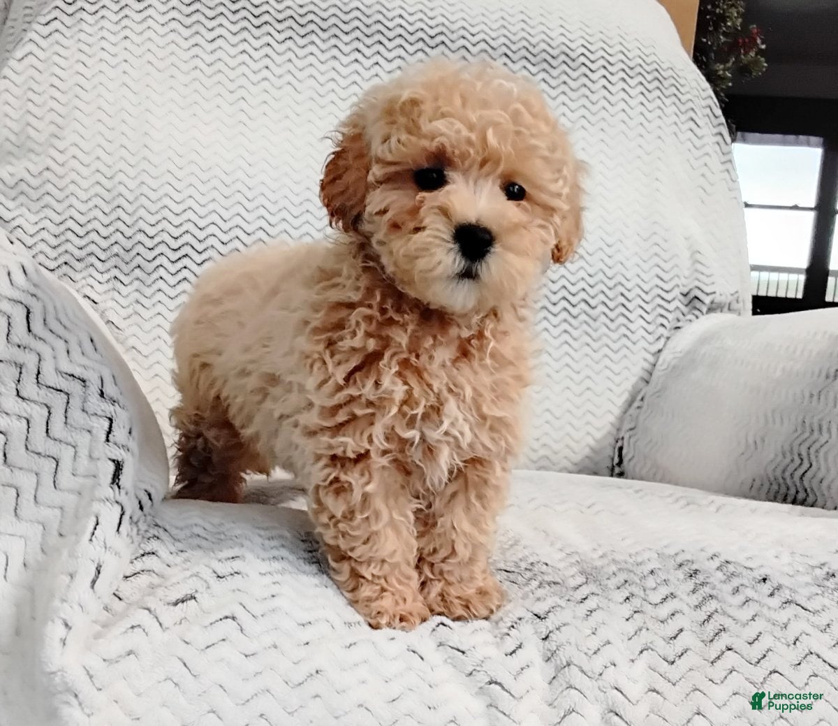 Maltipoo dogs Anson - Ad 2