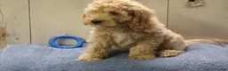 Cockapoo dogs for sale: Barry - Ad 29